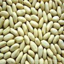 New High Quality Blanched Peanut Kernel